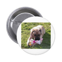 English Mastiffs Rule Pinback Buttons