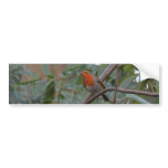 English Robin Bumper Sticker
