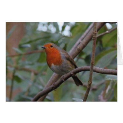 English Robin Greeting Cards by catchthenextwave