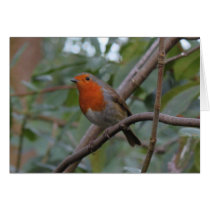 English Robin Greeting Cards
