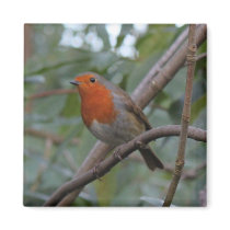 English Robin Refrigerator Magnets