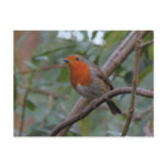 English Robin Post Card