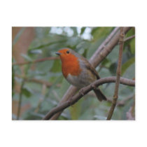 English Robin Post Card
