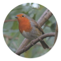 English Robin Sticker