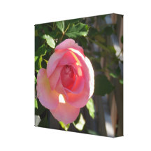 English Rose Pink Gallery Wrap Canvas