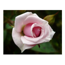 English Rose Postcard