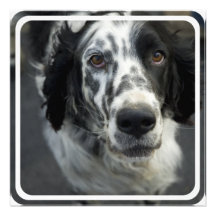 English Setter Dog Invitation
