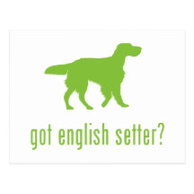 English Setter Post Card
