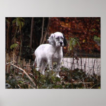 English setter pup poster