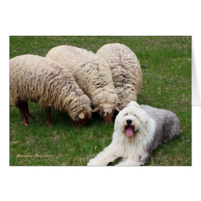 English Sheep Dog Card by boinboston
