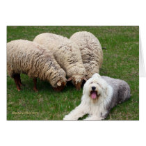 English Sheep Dog Card