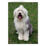 English Sheep Dog Greeting Card