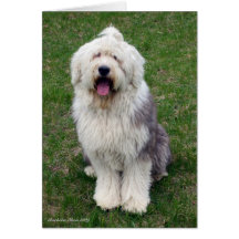 English Sheep Dog Greeting Card