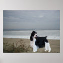 English Springer Spaniel Beach Print