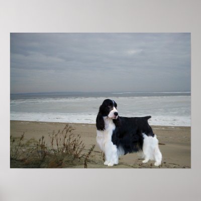 English Springer Spaniel Beach Print by normagolden