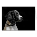 English Springer Spaniel Greeting Cards