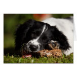 English Springer Spaniel Greeting Cards