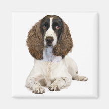 English Springer Spaniel Magnets
