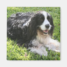 English Springer Spaniel Magnets