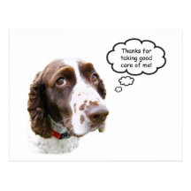 English Springer Spaniel Petsitter Postcard