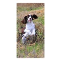 English Springer Spaniel Photo Greeting Card