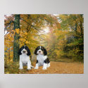 English Springer Spaniel Print