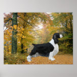 English Springer Spaniel Print