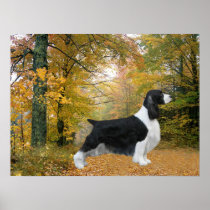English Springer Spaniel Print