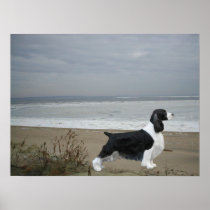 English Springer Spaniel Print