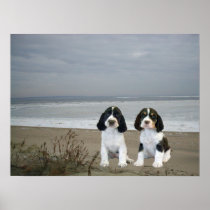 English Springer Spaniel Print