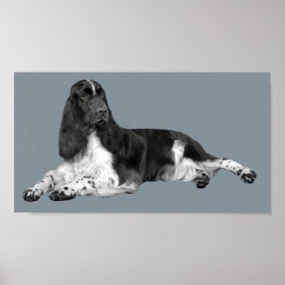 English Springer Spaniel Print by normagolden