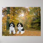 English Springer Spaniel Print