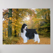 English Springer Spaniel Print