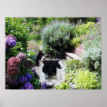 English Springer Spaniel Print