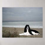 English Springer Spaniel Print