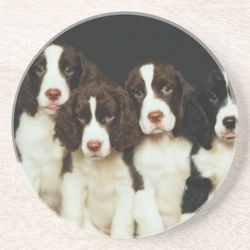 English Springer Spaniel Puppies (2) Coasters
