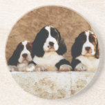 English Springer Spaniel Puppies Coasters