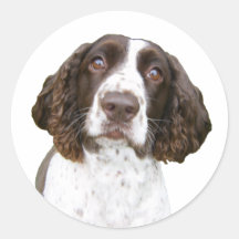 English Springer Spaniel Stickers