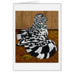 English Trumpeter:  Splash cards