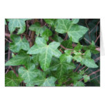 English wild ivy cards