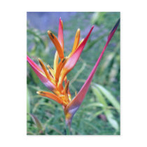 Enhanced Hawaiian Heliconia Flower Post Card