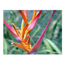 Enhanced Hawaiian Heliconia Flower Postcards