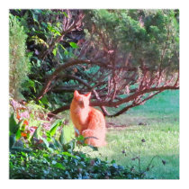 Enigmatic Orange Cat Print posters