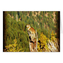 “Enjoying the View” Squirrel Cards