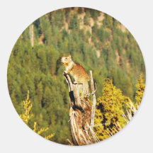 “Enjoying the View” Squirrel Round Sticker