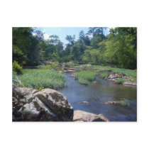 Eno River, North Carolina Postcard