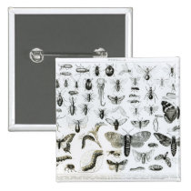 Entomology buttons