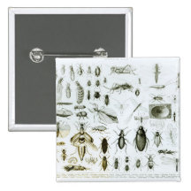 Entomology Insects Buttons