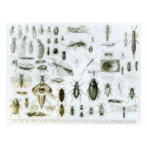 Entomology Insects postcards