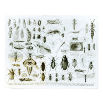 Entomology Insects posters